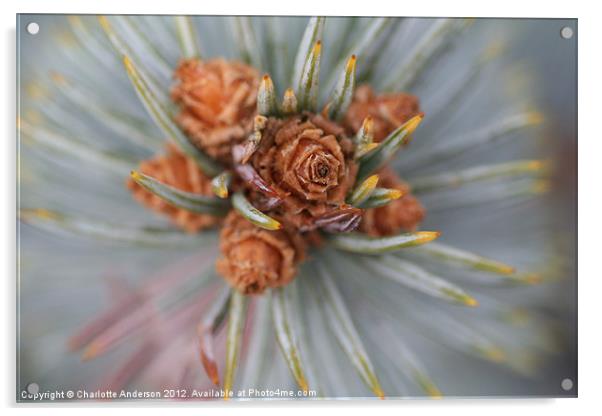 Christmasy pine needles Acrylic by Charlotte Anderson