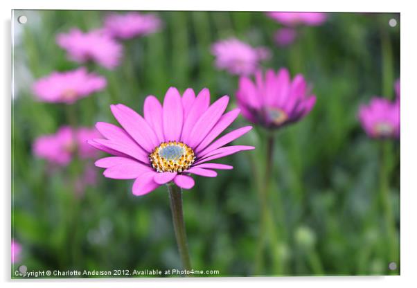 Pink single flower Acrylic by Charlotte Anderson