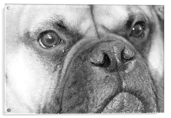 Bull mastiff dog black and white Acrylic by Charlotte Anderson