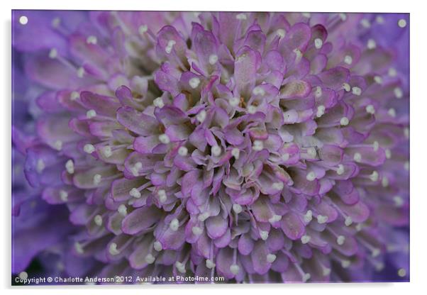 Scabious purple flower Acrylic by Charlotte Anderson
