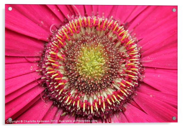 Lots of pinks!  Flower Acrylic by Charlotte Anderson