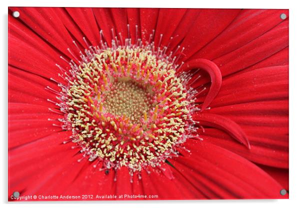 Gerba red flower Acrylic by Charlotte Anderson