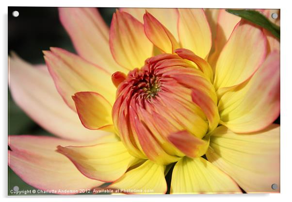 Dhalia yellow and red flower Acrylic by Charlotte Anderson
