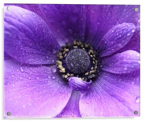 Purple flower in the rain Acrylic by Charlotte Anderson