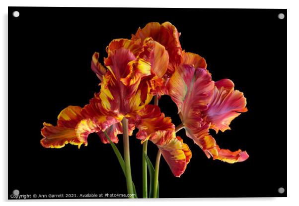 Rasta Parrot Tulips Acrylic by Ann Garrett