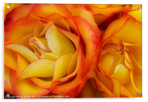 Twin Yellow Roses Acrylic by Ann Garrett