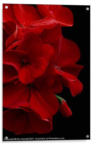 Red Geranium Acrylic by Ann Garrett