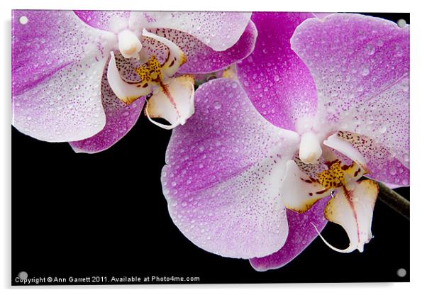 Orchid Tears Acrylic by Ann Garrett