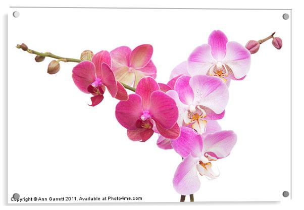 Pink Orchids On White Acrylic by Ann Garrett