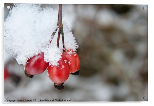 Guelder Rose in the Snow Acrylic by Ann Garrett