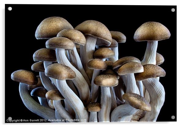 Brown Beech Mushrooms Acrylic by Ann Garrett