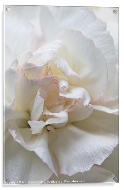 White Carnation Acrylic by Ann Garrett