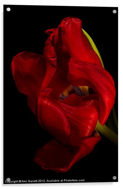 Red Tulip Acrylic by Ann Garrett