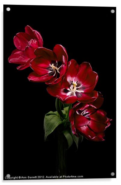 Red Tulips on Black Acrylic by Ann Garrett