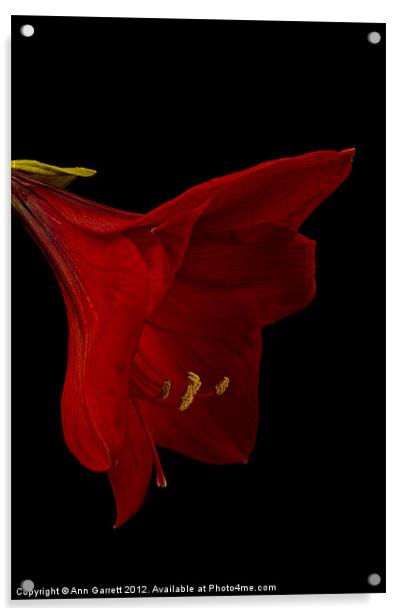 Red Amaryllis - 3 Acrylic by Ann Garrett