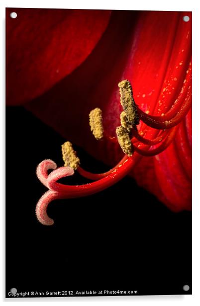 Red Amaryllis - 6 Acrylic by Ann Garrett