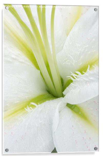 Inside a White Lily Acrylic by Ann Garrett