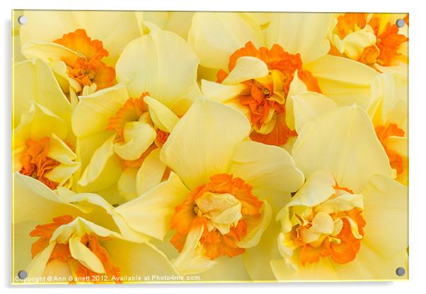 A Host of Golden Daffodils Acrylic by Ann Garrett