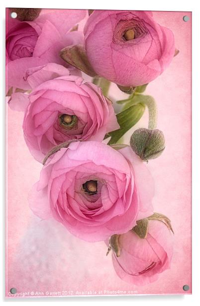 Pink Ranunculus Acrylic by Ann Garrett