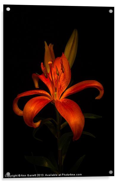 Orange Lily Acrylic by Ann Garrett