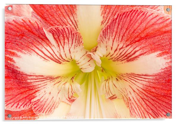 Amaryllis Minerva Acrylic by Ann Garrett