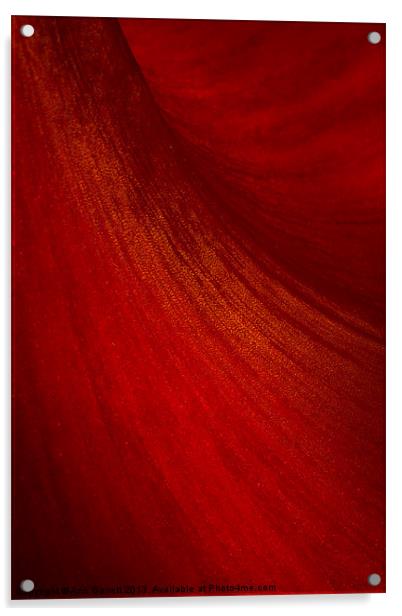 Red Amaryllis Abstract 2 Acrylic by Ann Garrett