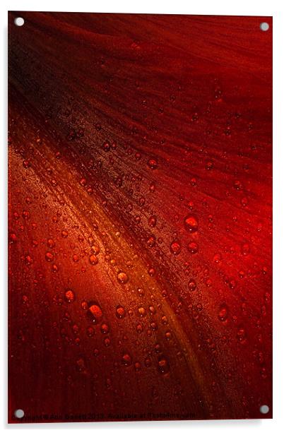 Red Amaryllis Abstract 3 Acrylic by Ann Garrett