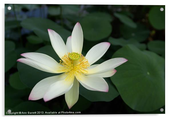 Lotus Flower Acrylic by Ann Garrett