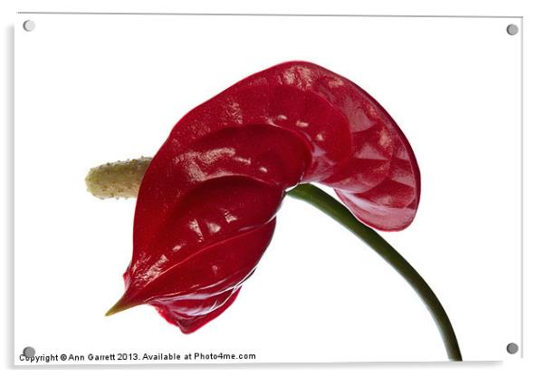 Anthurium - Backward Glance Acrylic by Ann Garrett