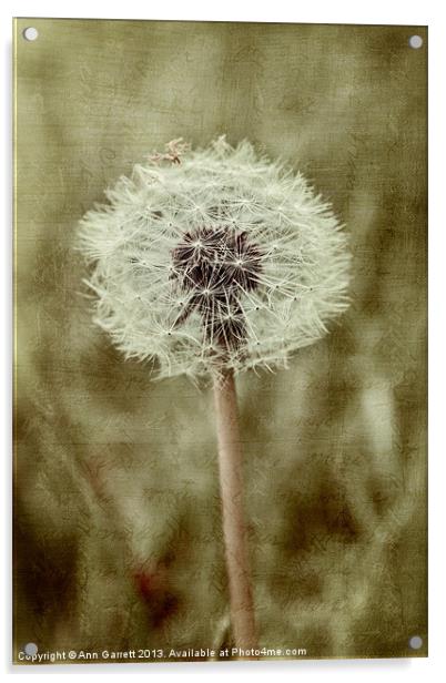 Dandelion Textures Acrylic by Ann Garrett