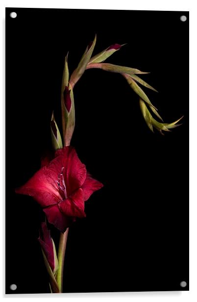 Red Gladiolus on Black Acrylic by Ann Garrett