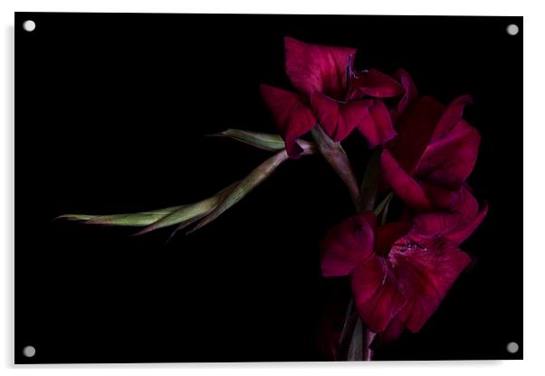 Red Gladiolus on Black 2 Acrylic by Ann Garrett