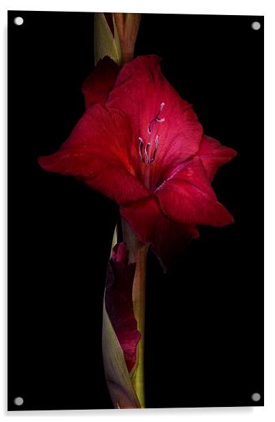 Red Gladiolus on Black 3 Acrylic by Ann Garrett