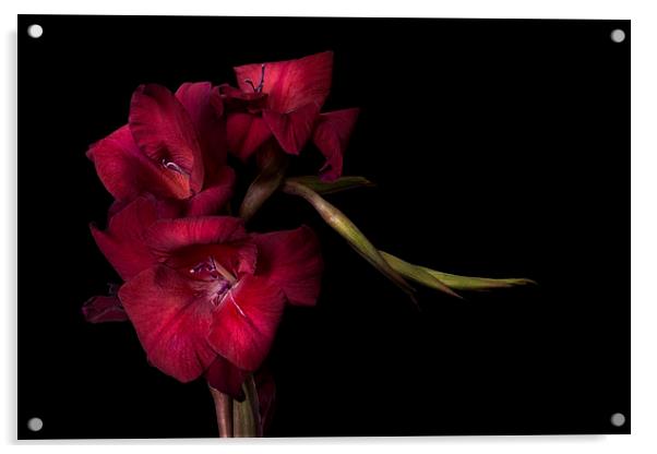 Red Gladiolus on Black 4 Acrylic by Ann Garrett