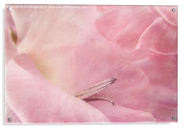 Pastel Pink Gladiolus Acrylic by Ann Garrett