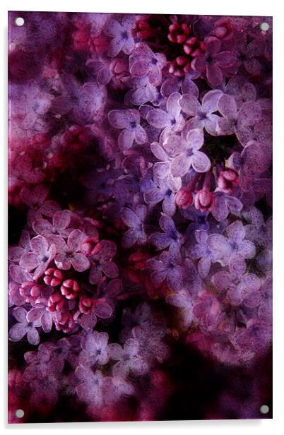 Lovely Lilac Acrylic by Ann Garrett