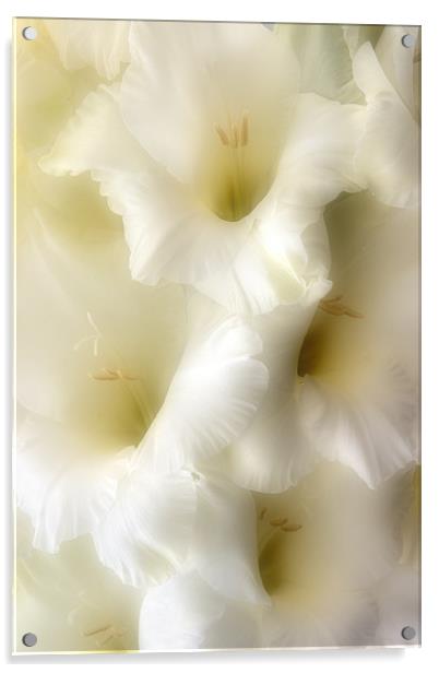 Gladioli Acrylic by Ann Garrett