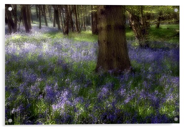 Bluebells Acrylic by Ann Garrett