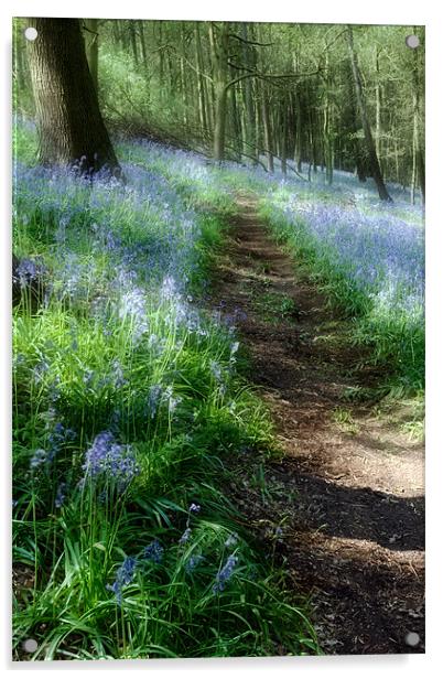 Bluebell Rise Acrylic by Ann Garrett