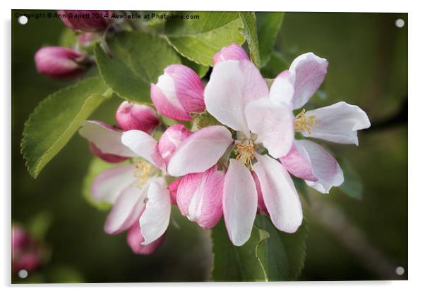 Apple Blossom Acrylic by Ann Garrett