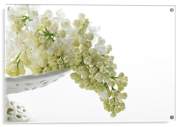 White Lilac Acrylic by Ann Garrett
