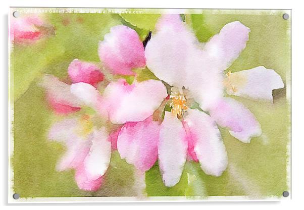 Apple Blossom Watercolour Acrylic by Ann Garrett