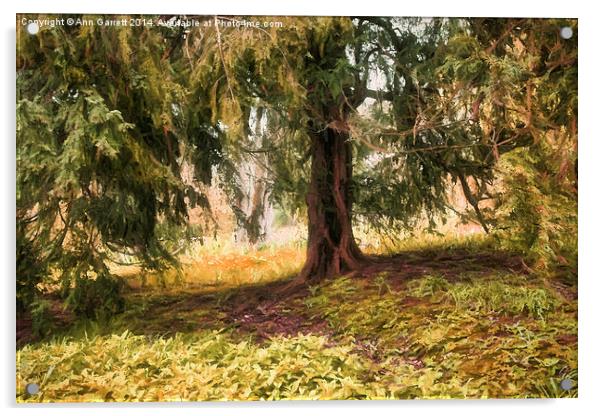 Old Yew Tree Acrylic by Ann Garrett