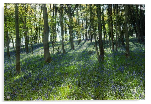 Bluebell Wood Acrylic by Ann Garrett