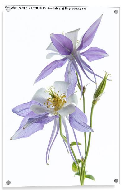 Lilac Aquilegia Acrylic by Ann Garrett