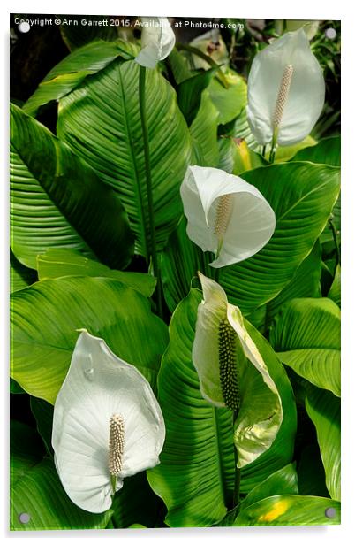Spathiphyllum or Peace Lilies Acrylic by Ann Garrett