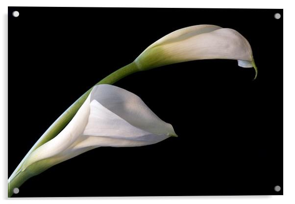 Calla Lilies Acrylic by Ann Garrett