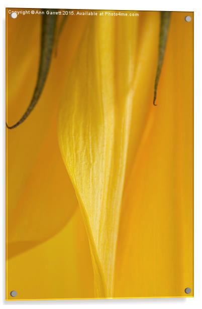 Sunflower Macro 2 Acrylic by Ann Garrett