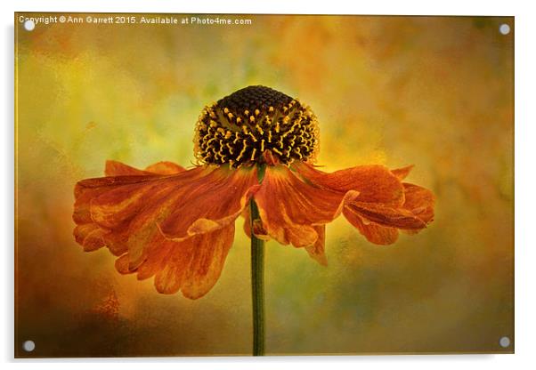 Helenium Moerheim Beauty Acrylic by Ann Garrett