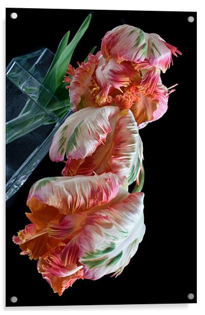 Three Parrot Tulips Acrylic by Ann Garrett